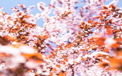 Filmvisning under våren 2024